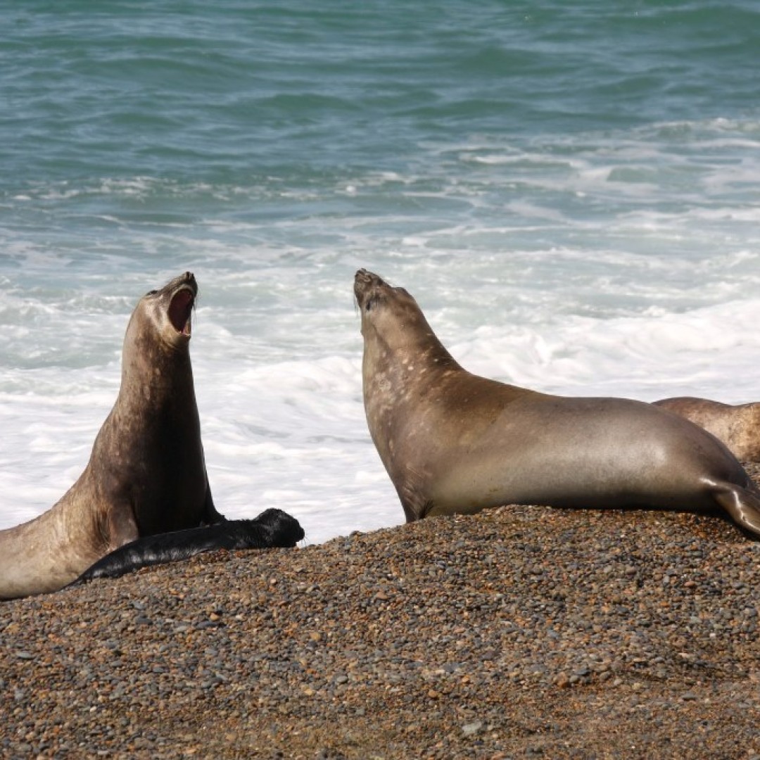 puerto-madryn-fariado-de-junio-